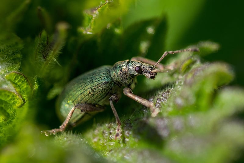 Pest-Resistant Plants