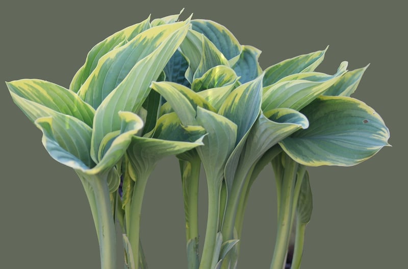 Hosta