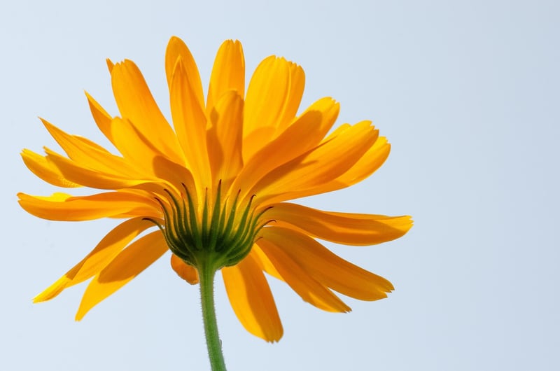 Marigold